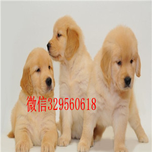 防城港哪里有卖纯种金毛美系金毛犬 金毛犬舍