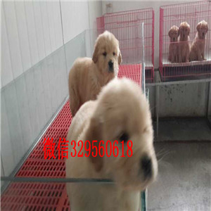 武汉金毛幼犬出售纯种的金毛宝宝 大骨架金毛寻回犬金毛图片金毛价格