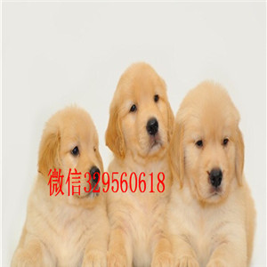 赤峰出售精品金毛幼犬买纯种金毛,金毛多少钱出售大毛量大骨架金毛犬金毛图片金毛价格