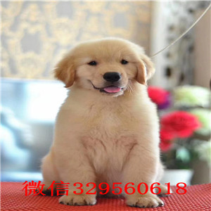 合肥出售纯种大头金毛幼犬 健康有保障 可签购