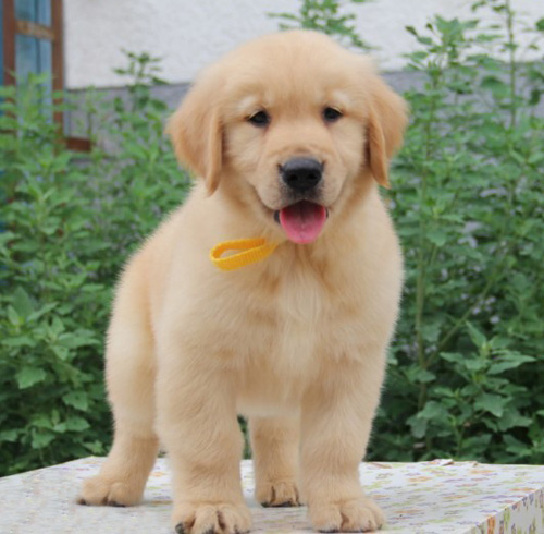 深圳郊区有没有狗场 南山哪里买金毛好 金毛犬价格多少