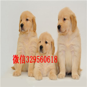 赤峰出售精品金毛幼犬买纯种金毛,金毛多少钱出售大毛量大骨架金毛犬金毛图片金毛价格