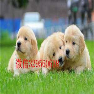 合肥出售金毛犬幼犬可视频看狗 好看不贵的金