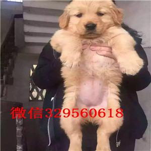 咸宁出售精品金毛幼犬金毛幼犬 黄金猎犬双血
