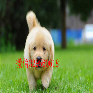 郴州金毛多少钱一只哪里卖纯种金毛犬出售高品质金毛犬金毛图片金毛价格