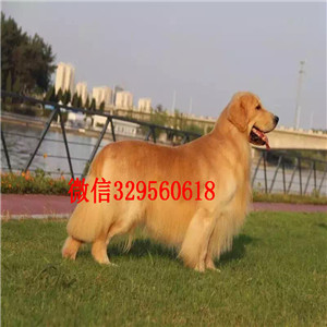 济源金毛幼犬出售纯种的金毛宝宝 大骨架出售