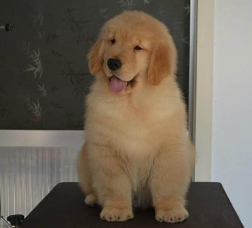 深圳郊区有没有狗场 南山哪里买金毛好 金毛犬价格多少