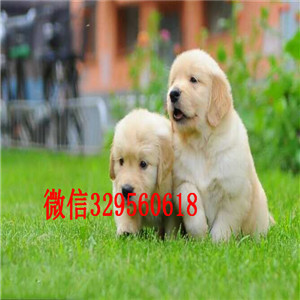 钦州金毛多少钱一只哪里卖纯种金毛犬实体店出