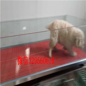 武汉金毛幼犬出售纯种的金毛宝宝 大骨架金毛寻回犬金毛图片金毛价格