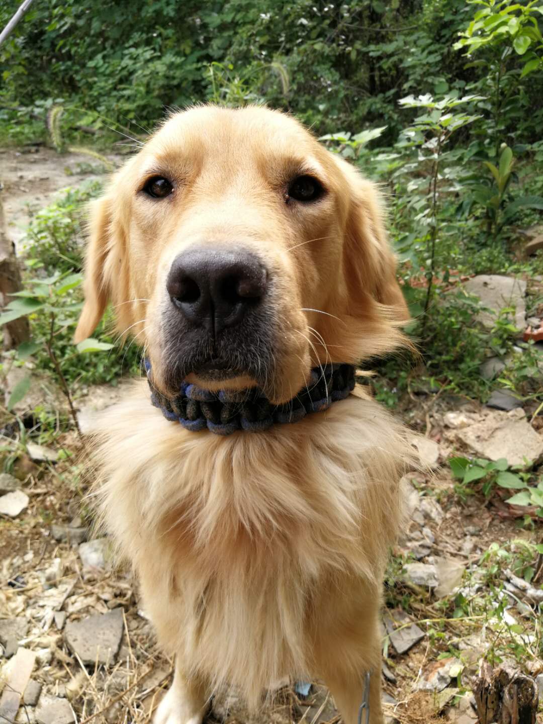 金毛不要钱送人