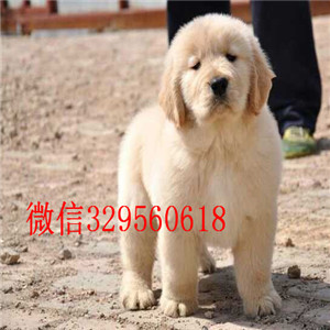沈阳哪里有卖金毛犬的 双血统金毛犬出售  金
