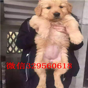 渝中自家繁殖赛级金毛幼犬疫苗驱虫均已做完