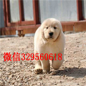 黄山哪里有宠物店纯种金毛多少钱一只纯种金毛幼犬宽嘴大骨架纯种大头金毛幼犬带证书