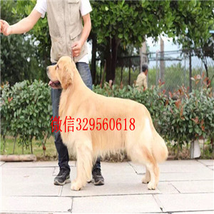 佳木斯本地出售纯种金毛 犬舍专业繁殖 美系大骨架