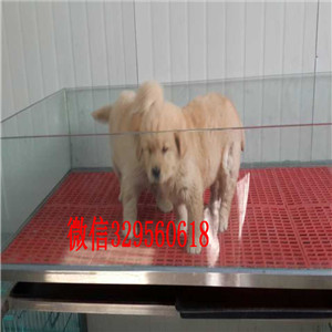 许昌高品质金毛犬 大骨架大毛量 健康质保签协