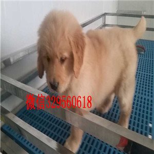 平顶山出售纯种金毛纯种金毛狗 小金毛纯种的金毛小狗多少钱金毛好养吗 金毛照片