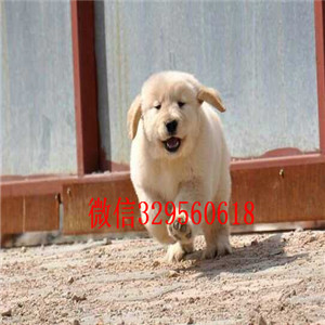 信阳哪里犬舍基地有出售高品质金毛 多少钱一只