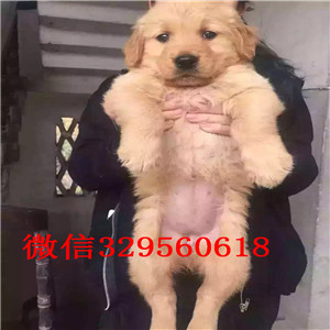 温州自家繁殖赛级金毛幼犬疫苗驱虫均已做完