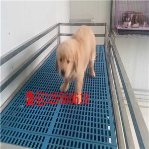 云阳金毛犬多少钱一只纯种金毛狗 小金毛纯种