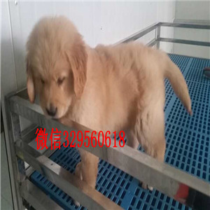 淮北金毛犬图片金毛价格金毛狗疫苗驱虫已做齐