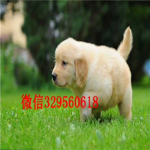 蚌埠哪里能买到好的金毛双血统大骨架金毛犬出售美系金毛犬专业犬舍繁殖金毛犬