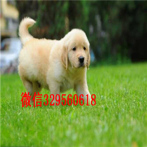 蚌埠哪里能买到好的金毛双血统大骨架金毛犬出售美系金毛犬专业犬舍繁殖金毛犬