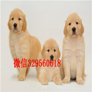 苏州哪里有纯种金毛卖纯种金毛多少钱出售美系金毛犬金毛能长多大