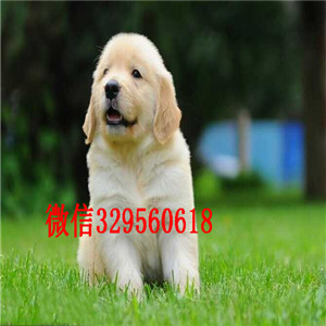 蚌埠哪里能买到好的金毛双血统大骨架金毛犬出售美系金毛犬专业犬舍繁殖金毛犬