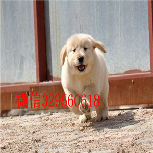 福州哪里有纯种金毛卖双血统大骨架金毛犬出售