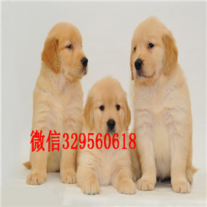 巴南哪里能买到好的金毛纯种金毛多少钱金毛犬