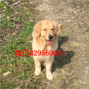 合肥哪里卖金毛犬纯种金毛多少钱出售美系金毛