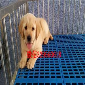 厦门哪里卖金毛犬出售宽嘴大头金毛金毛犬舍 