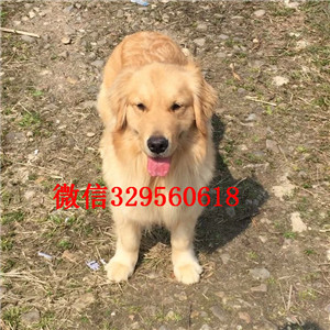 巫溪哪里卖金毛犬双血统大骨架金毛犬纯种金毛犬品相好大骨架金毛幼犬