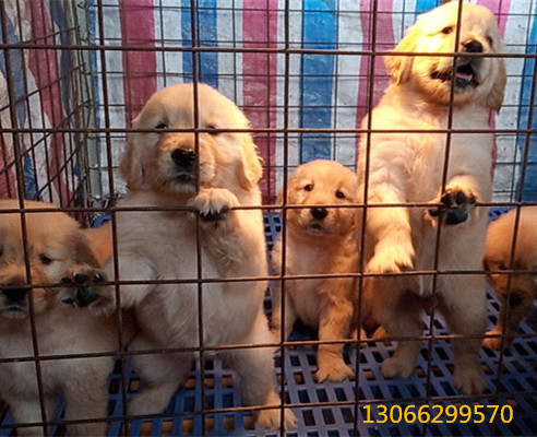 低价出家养双血统金毛幼犬一窝喜欢的私聊