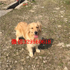 云阳哪里有纯种金毛卖纯种金毛多少钱纯种大头金毛犬大骨架金毛幼犬