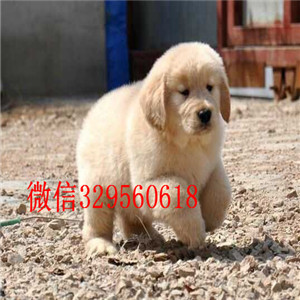 福州哪里有纯种金毛卖双血统大骨架金毛犬出售美系金毛犬大骨架金毛幼犬