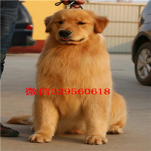 枣庄哪里卖金毛犬纯种金毛多少钱纯种金毛犬品相好金毛能长多大