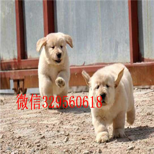 承德市哪里有纯种金毛卖双血统大骨架金毛犬纯种金毛犬品相好赛级金毛犬多少钱一只