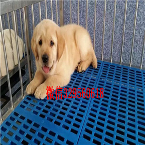 江门哪里卖金毛犬双血统大骨架金毛犬纯种大头金毛犬赛级金毛犬多少钱一只