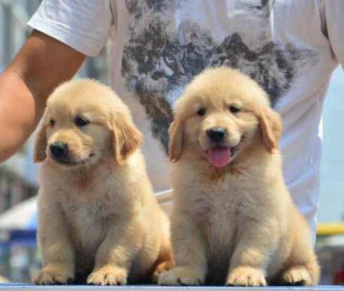 江门市哪里有卖狗的 四会哪里买金毛好 金毛多少钱一只