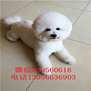 佳木斯出售纯种金毛犬美系金黄色金毛多少钱一只出售精品高品质金毛幼犬金毛犬图片