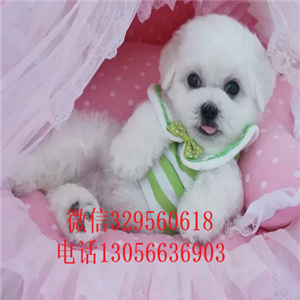 汕头出售纯种金毛犬美系金黄色金毛多少钱一只