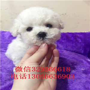 吉林哪里有金毛出售枫叶红金毛幼犬多少钱一只