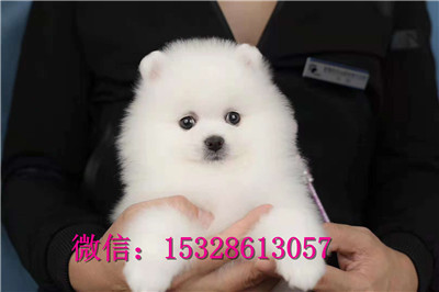 承德市哪里的金毛犬便宜纯种金毛犬多少钱金毛