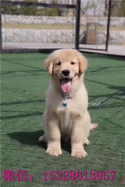 合肥哪里有卖金毛犬 纯种大头金毛犬多少钱 赛