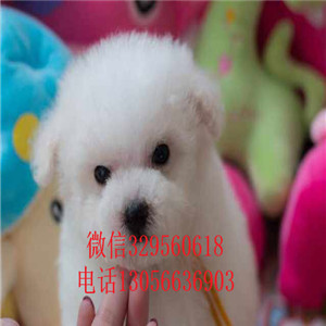 许昌哪里能买到金毛犬美系金黄色金毛多少钱一只金毛宝宝 毛量足 大骨架金毛犬图片