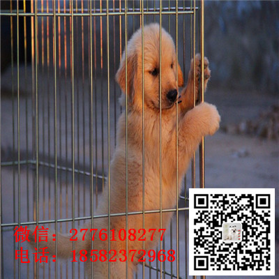 沈阳哪里有纯种金毛幼犬出售 金毛寻回犬哪里的好 金毛幼犬哪里健康 金毛多少钱