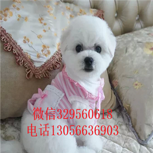 平顶山哪里能买到金毛犬美系金黄色金毛多少钱