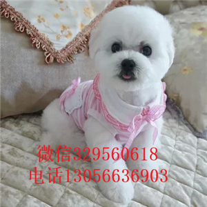 东营哪里有卖纯种金毛卖纯种金毛多少钱一只赛