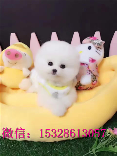 铜川哪里有卖金毛犬大头金毛犬价格枫叶系金毛